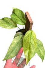 Epipremnum Mint Leaf Variegated - Image 3