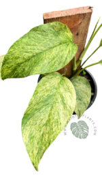 Epipremnum Mint Leaf Variegated - Image 2