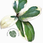 10 Plants Hoya Incrassata Albo Marginata