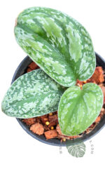 Scindapsus Tricolor Variegated - Image 3