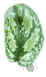 Scindapsus Tricolor Variegated