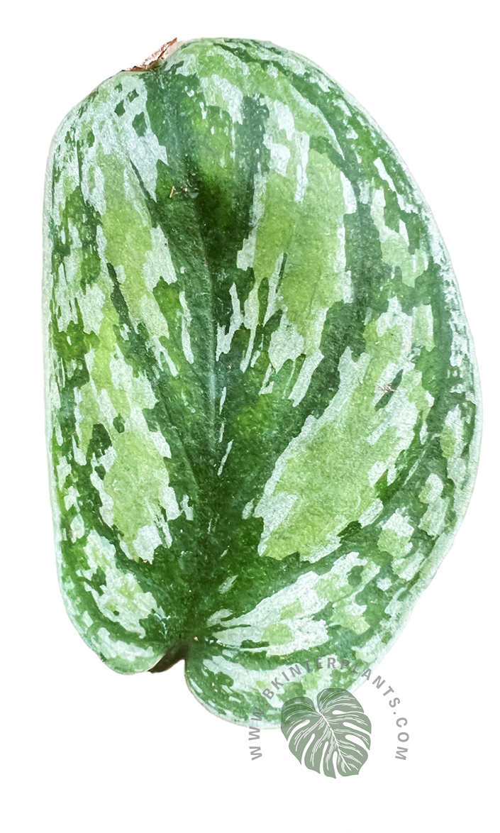 cimg_7994-photoroom.jpg Scindapsus Tricolor Variegated - Image 1