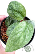 Scindapsus Tricolor Silver Variegated - Image 2