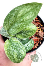 Scindapsus Tricolor Silver Variegated - Image 3