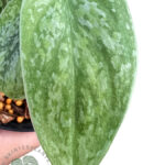 Scindapsus Tricolor Silver Variegated