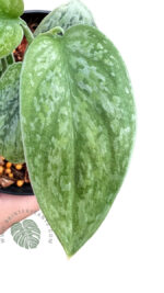 Scindapsus Tricolor Silver Variegated