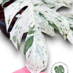 Epipremnum Pinnatum Marble Variegated Size L