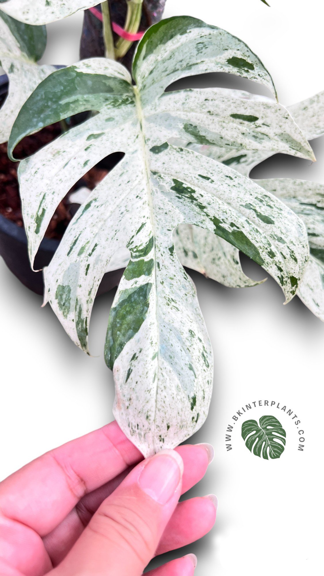 cimg_8040-photoroom.jpg Epipremnum Pinnatum Marble Variegated Size L - Image 1