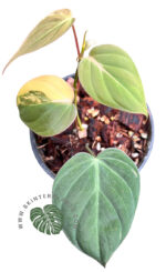 Philodendron Mican Variegated - Image 2