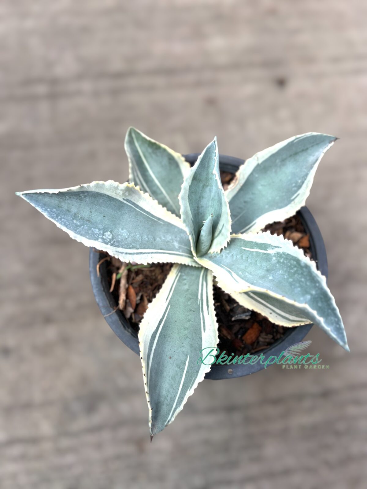 Agave gypsophila Ivory Curls - Image 2