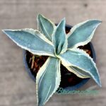 Agave gypsophila Ivory Curls