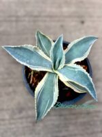 Agave gypsophila Ivory Curls