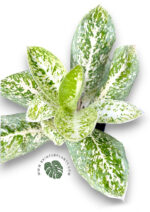 Aglaonema Milky Way - Image 4