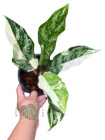 Aglaonema Commutatum Manila Variegated - Image 3