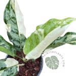 Aglaonema Commutatum Manila Variegated
