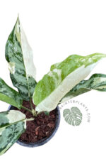 Aglaonema Commutatum Manila Variegated