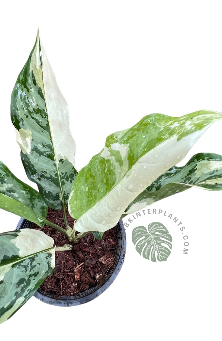 cimg_8132-photoroom.jpg Aglaonema Commutatum Manila Variegated - Image 1