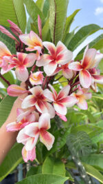 Plumeria Fireblast - Image 2