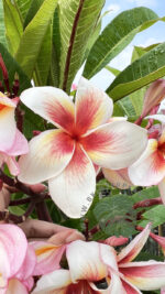 Plumeria Fireblast