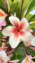 Plumeria Fireblast - Image 4