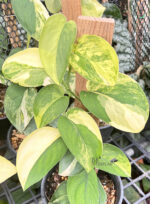 Scindapsus Jade Satin Variegated size S