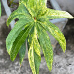 Anthurium Pedatoradiatum Variegated 1 Leaf