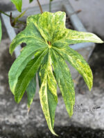 Anthurium Pedatoradiatum Variegated 1 Leaf