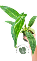 5 Plants Anthurium Warocqueanum (Queen) - Image 2