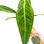 5 Plants Anthurium Warocqueanum (Queen)