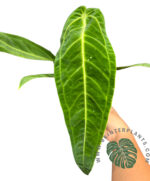 5 Plants Anthurium Warocqueanum (Queen)