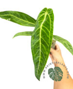 5 Plants Anthurium Warocqueanum (Queen) - Image 3