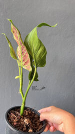 5 Plants Philodendron Subhastatum Variegated - Image 4