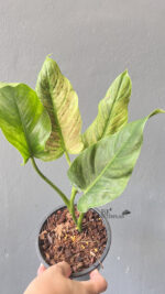 5 Plants Philodendron Subhastatum Variegated - Image 2