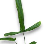 Philodendron Holtonianum