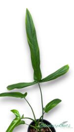 Philodendron Holtonianum