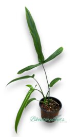 Philodendron Holtonianum - Image 2