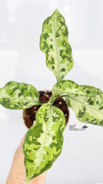 Aglaonema Pictum Tricolor Hybrid - Image 2