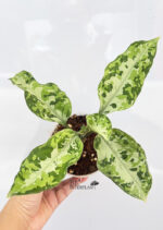 Aglaonema Pictum Tricolor Hybrid - Image 4