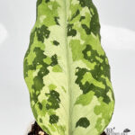 Aglaonema Pictum Tricolor Hybrid