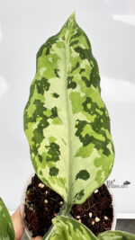 Aglaonema Pictum Tricolor Hybrid