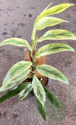 Rhaphidophora Elliptica Variegated - Image 2