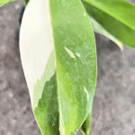 Philodendron Wend Imbe Variegated