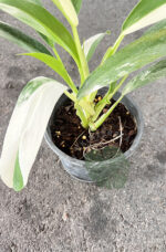 Philodendron Wend Imbe Variegated - Image 2