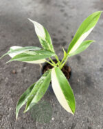 Philodendron Wend Imbe Variegated - Image 3