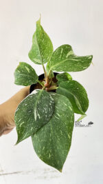 Philodendron White Knight Marble Variegated Size S - Image 2