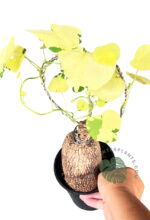 Stephania Erecta Craib Variegated 1 Bulb - Image 2