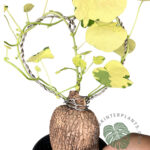 Stephania Erecta Craib Variegated 1 Bulb