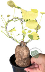 Stephania Erecta Craib Variegated 1 Bulb