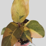 5 Plants Philodendron Black Cadinal variegated size M