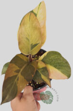 5 Plants Philodendron Black Cadinal variegated size M